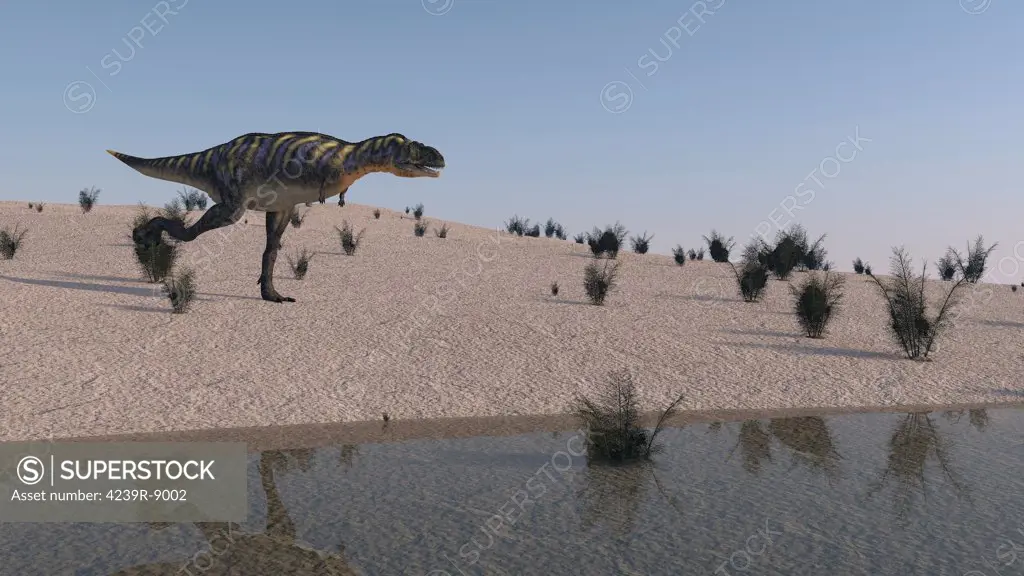 Aucasaurus running along the shore.