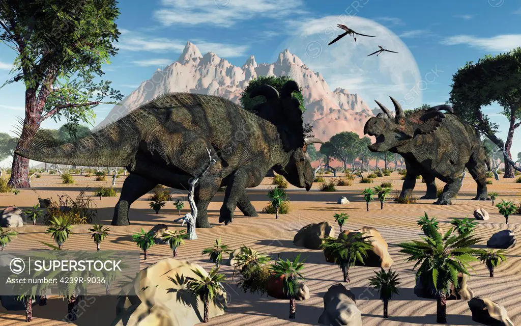 A pair of male Albertaceratops confront each other in a territorial dispute.