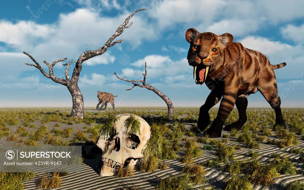 A Sabre Tooth Tiger discovers a humanoid skull.