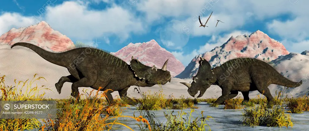 A territorial dispute between a pair of male Centrosaurus dinosaurs during Earth's Cretaceous period of time.