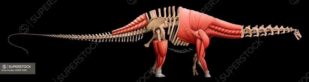 Apatosaurus skeleton and muscles.