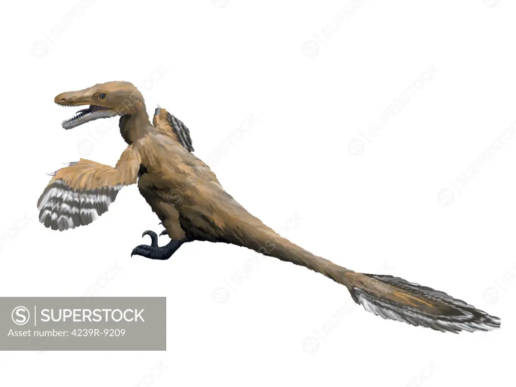 Velociraptor mongoliensis, Late Cretaceous of Mongolia.