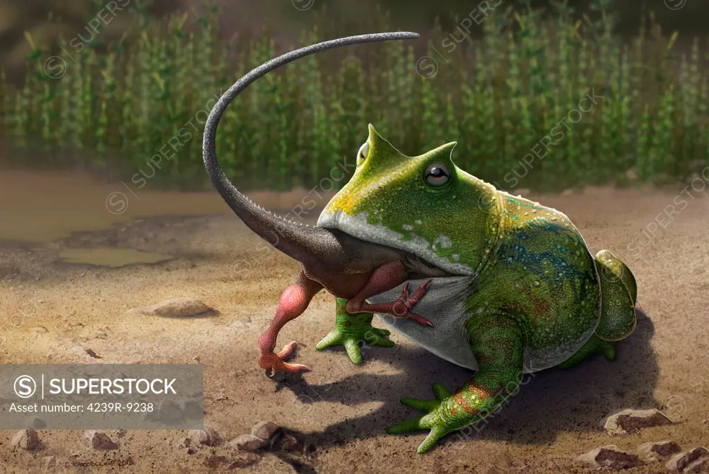 A large Beelzebufo ampinga frog from Madagascar eating a small Masiakasaurus dinosaur.