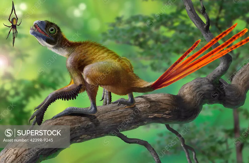 Epidexipteryx dinosaur perched on a branch ready to eat a nearby spider.