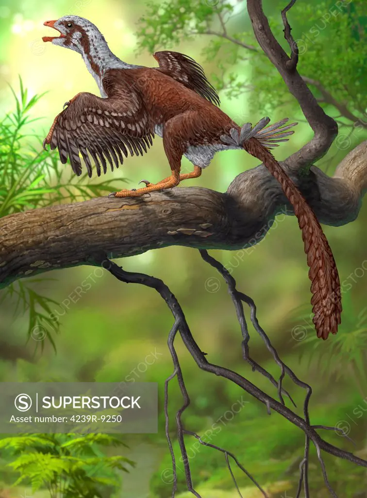 Jeholornis prima perched on a tree branch during the Early Cretaceous Period of China.