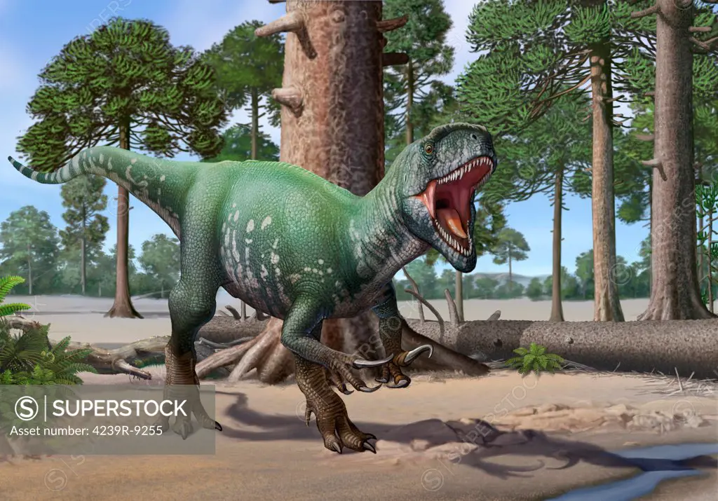A Megaraptor lets out a vicious roar. The Megaraptor lived in the Coniacian stage of the Late Cretaceous Period.