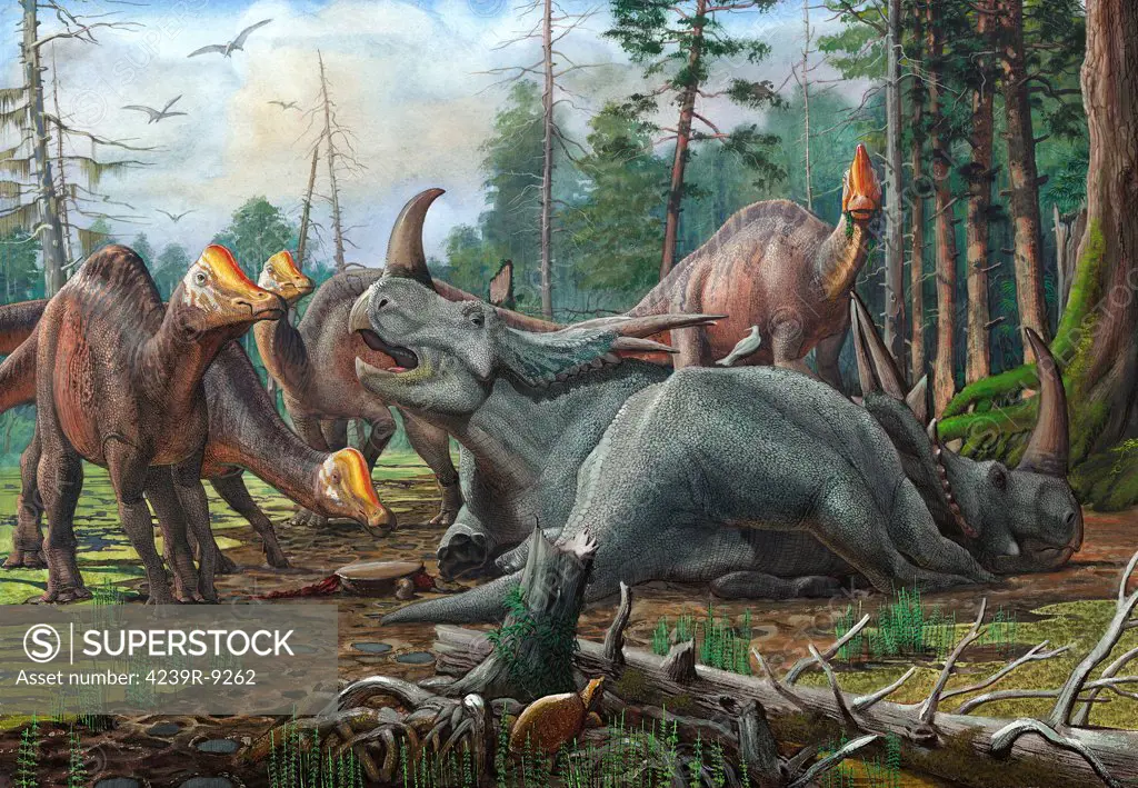 A group of young Hypacrosaurus dinosaurs approach a couple Rubeosaurus ovatus ceratopsians relaxing in the woods.