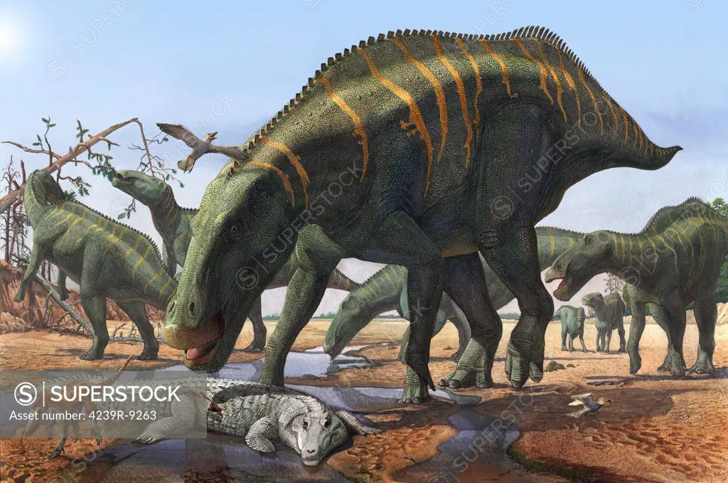 A herd of Shantungosaurus dinosaurs from the Late Cretaceous Period. In dry, hard times, these herbivorous giants picked up everything in its path.