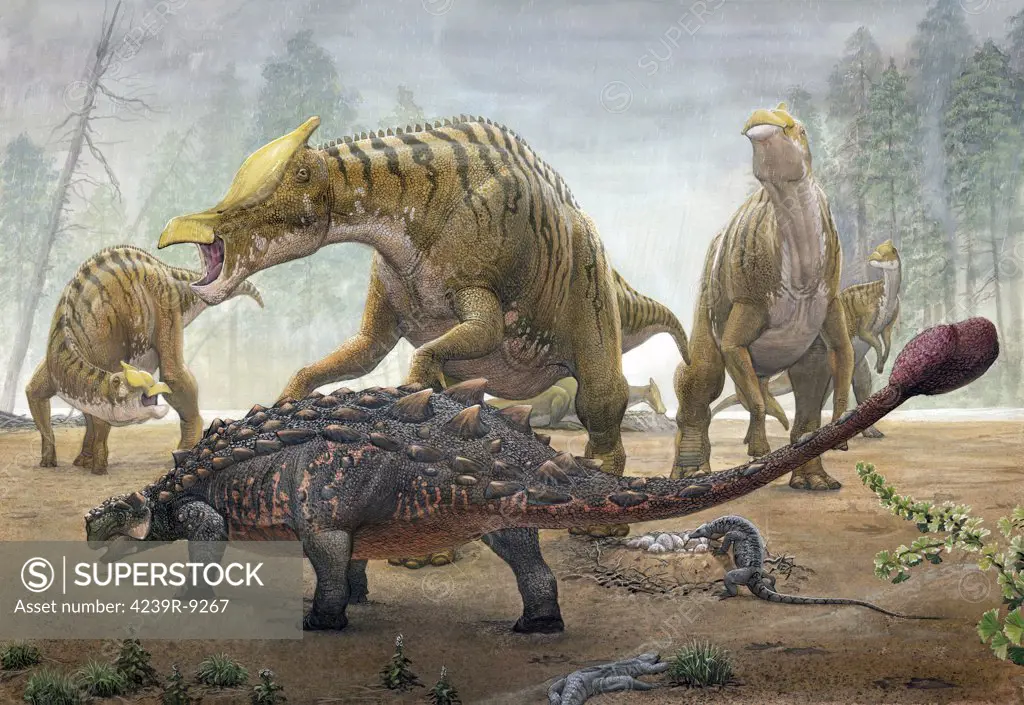 A female Saurolophus attempts to crush a Tarchia armored dinosaur as it seeks to destroy their nest.