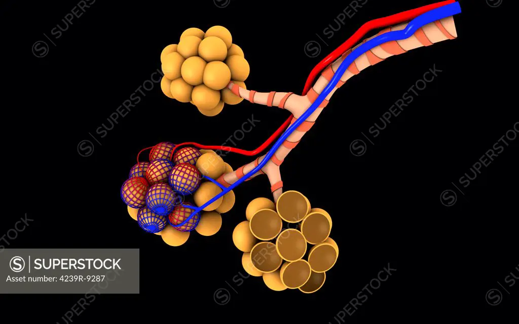 Conceptual image of alveoli.