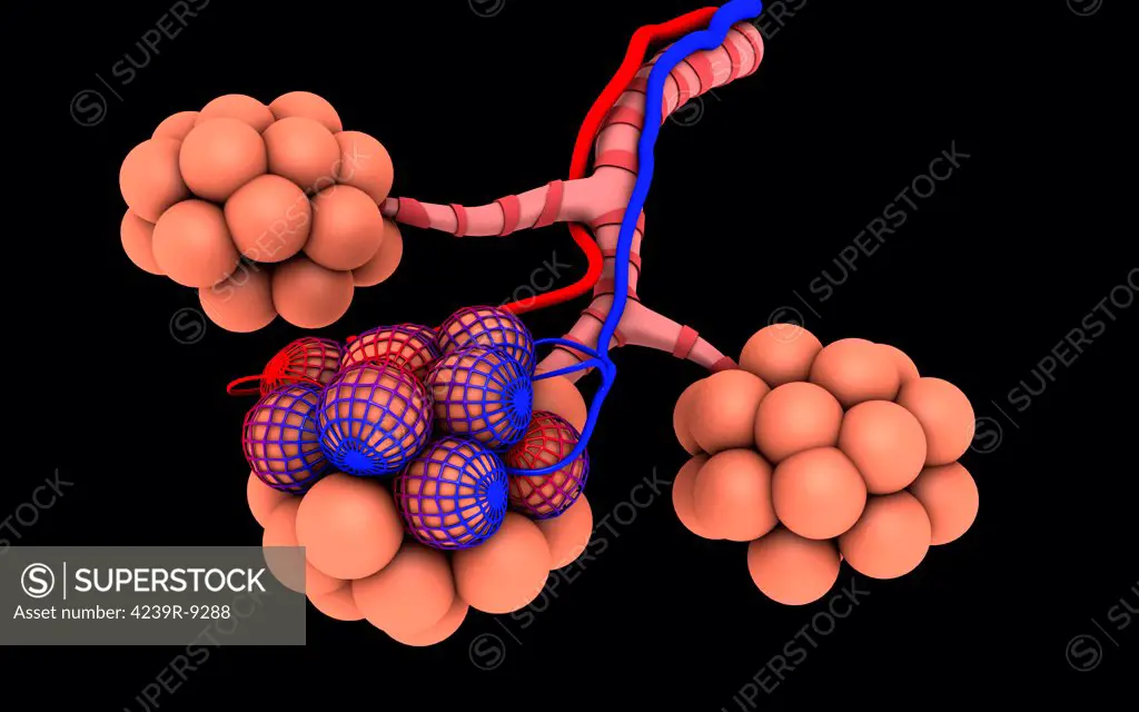 Conceptual image of alveoli.