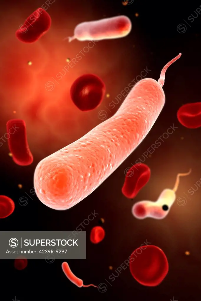 Conceptual image of vibrio cholerae causing cholera.