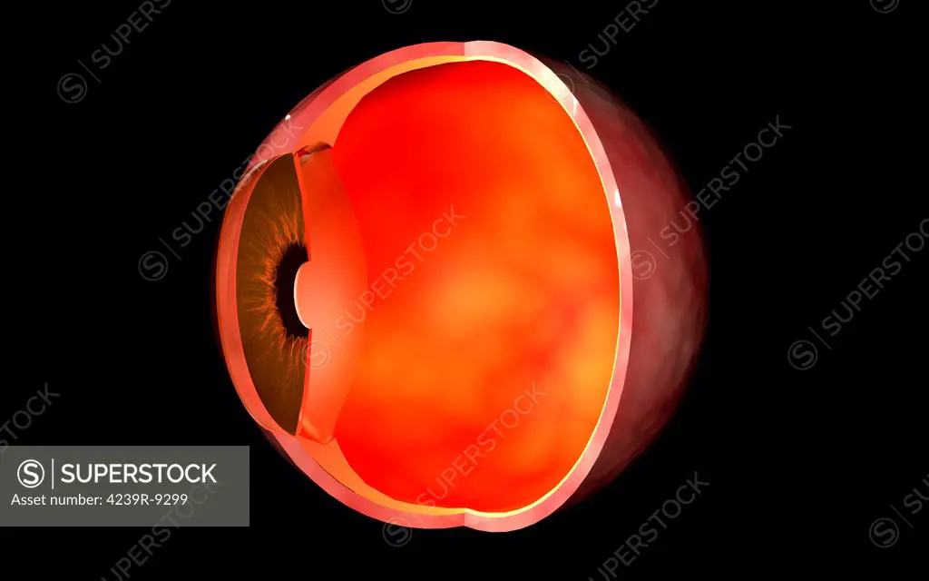 Conceptual image of human eye cross section.