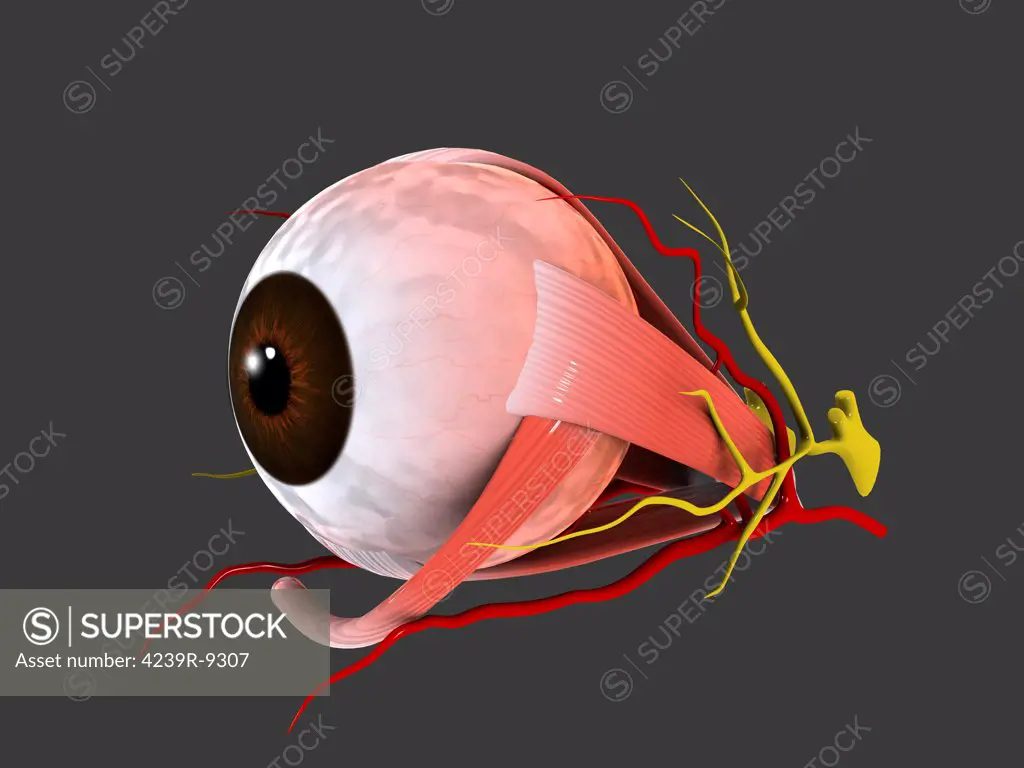 Conceptual image of human eye anatomy.
