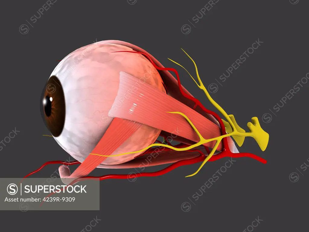 Conceptual image of human eye anatomy.