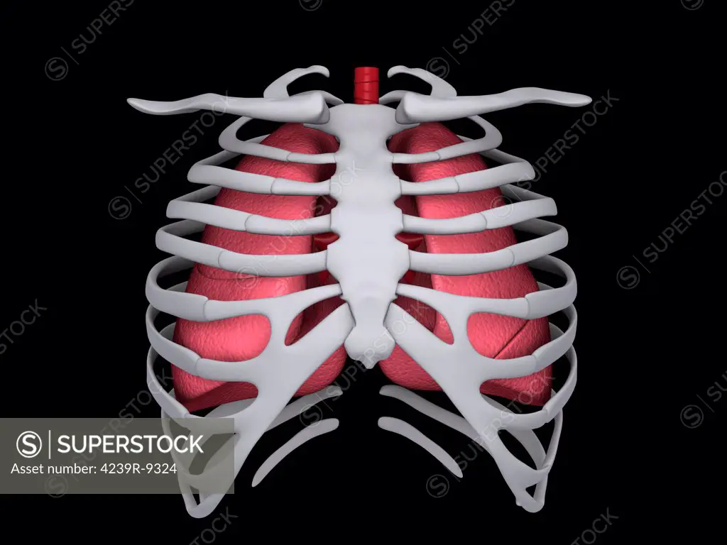 Conceptual image of human lungs and rib cage.