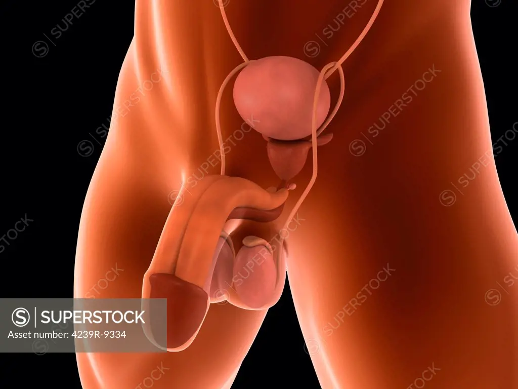 Conceptual image of human male reproductive organs.