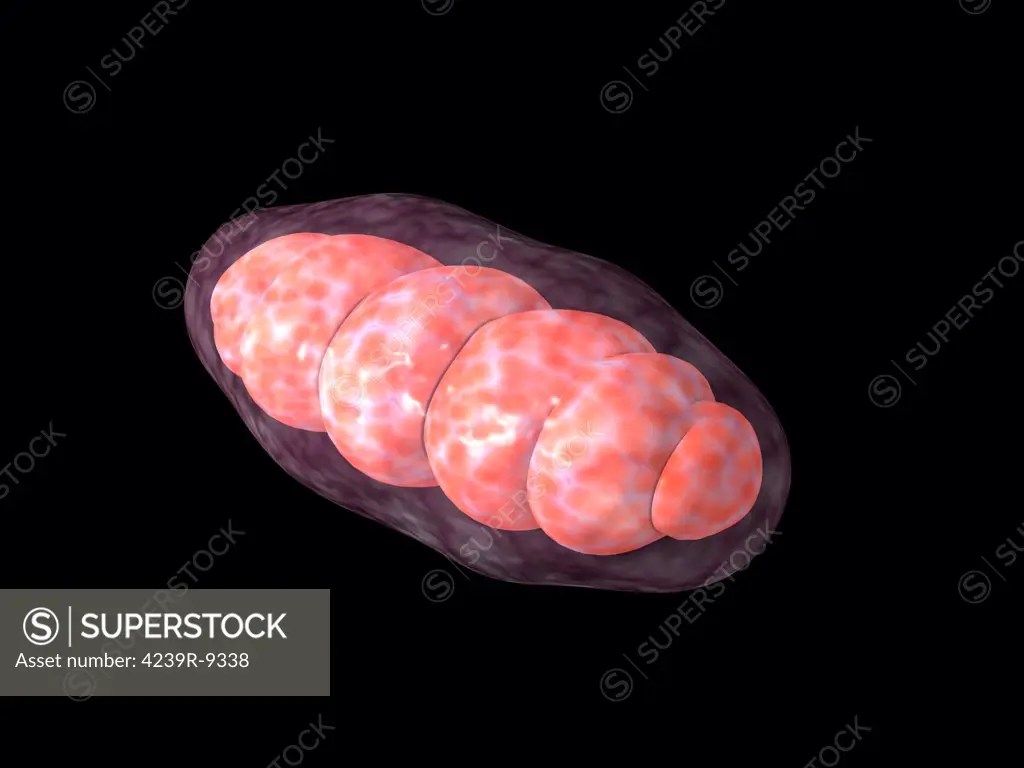 Conceptual image of mitochondria.