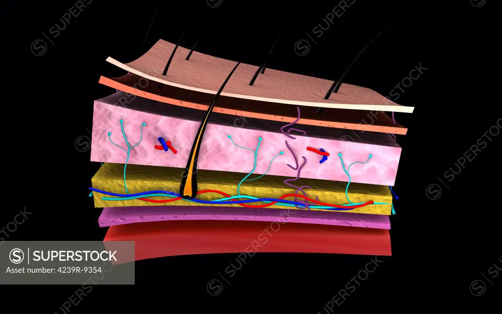 Conceptual image of the layers of human skin.