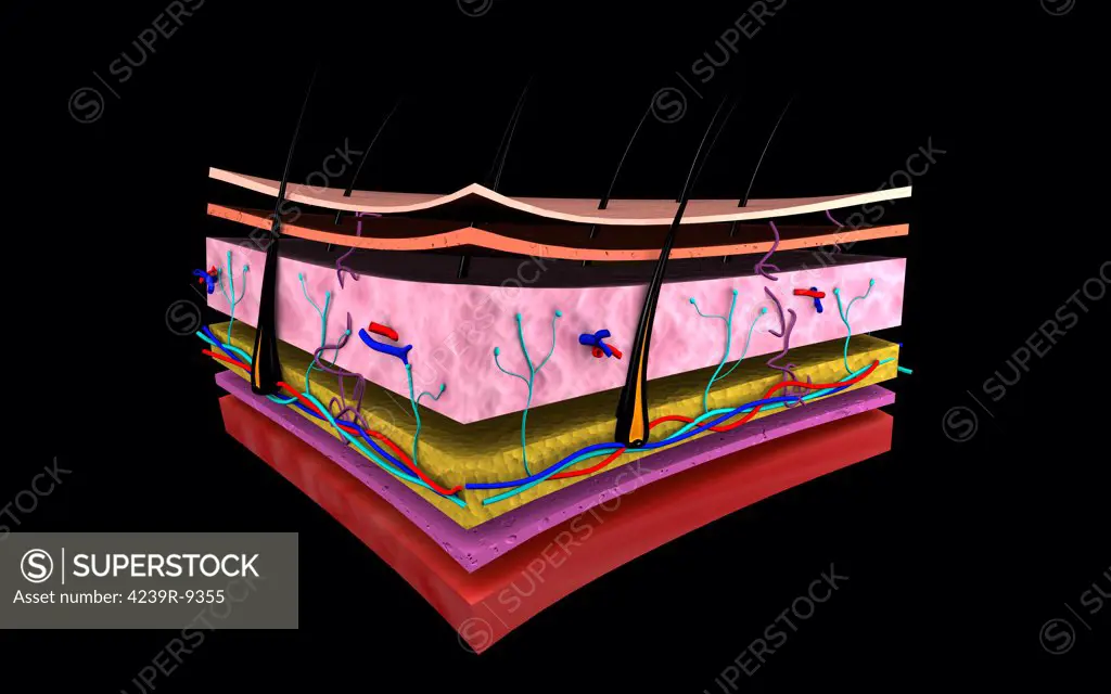 Conceptual image of the layers of human skin.