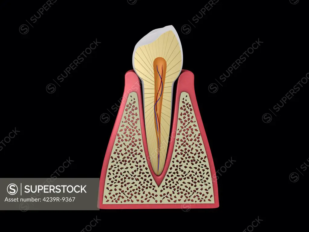 Conceptual image of human tooth.
