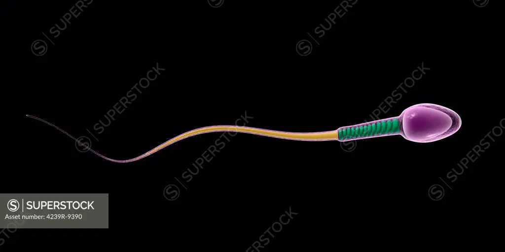 Conceptual image of sperm anatomy.