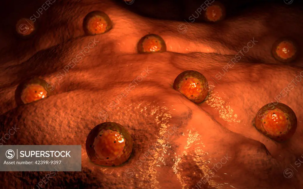 Microscopic view of ovules.