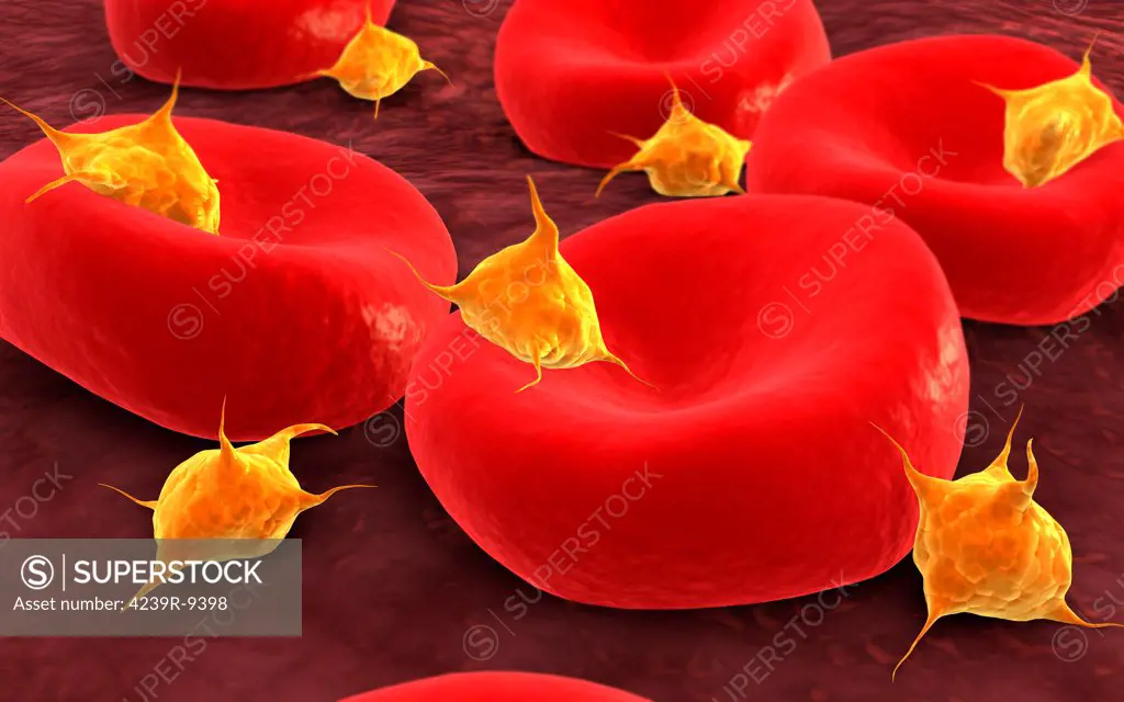 Conceptual image of platelets with red blood cells.