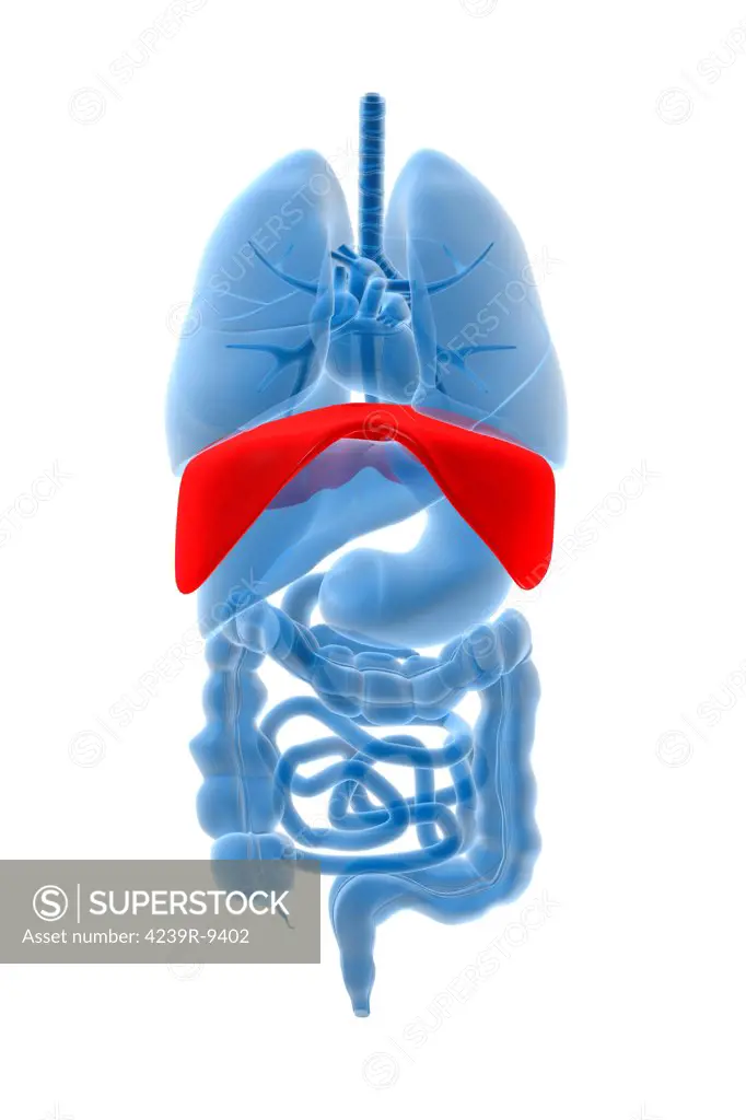 X-ray image of internal organs with diaphragm highlighted in red.