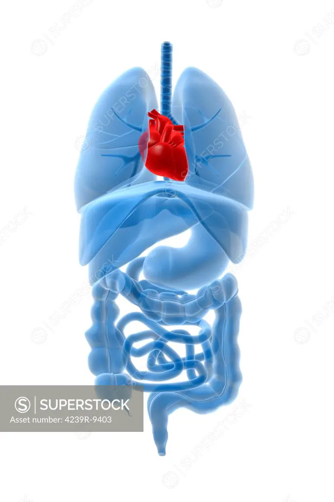 X-ray image of internal organs with heart highlighted in red.