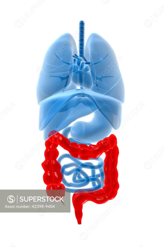 X-ray image of internal organs with large intestine highlighted in red.