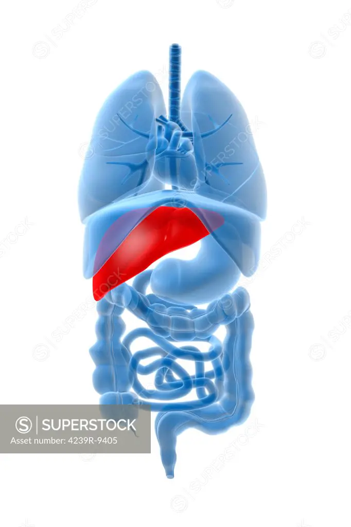 X-ray image of internal organs with pancreas highlighted in red.
