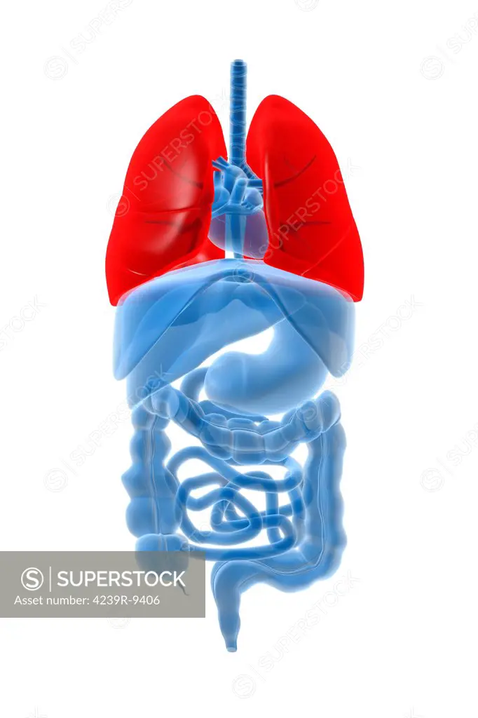X-ray image of internal organs with lungs highlighted in red.