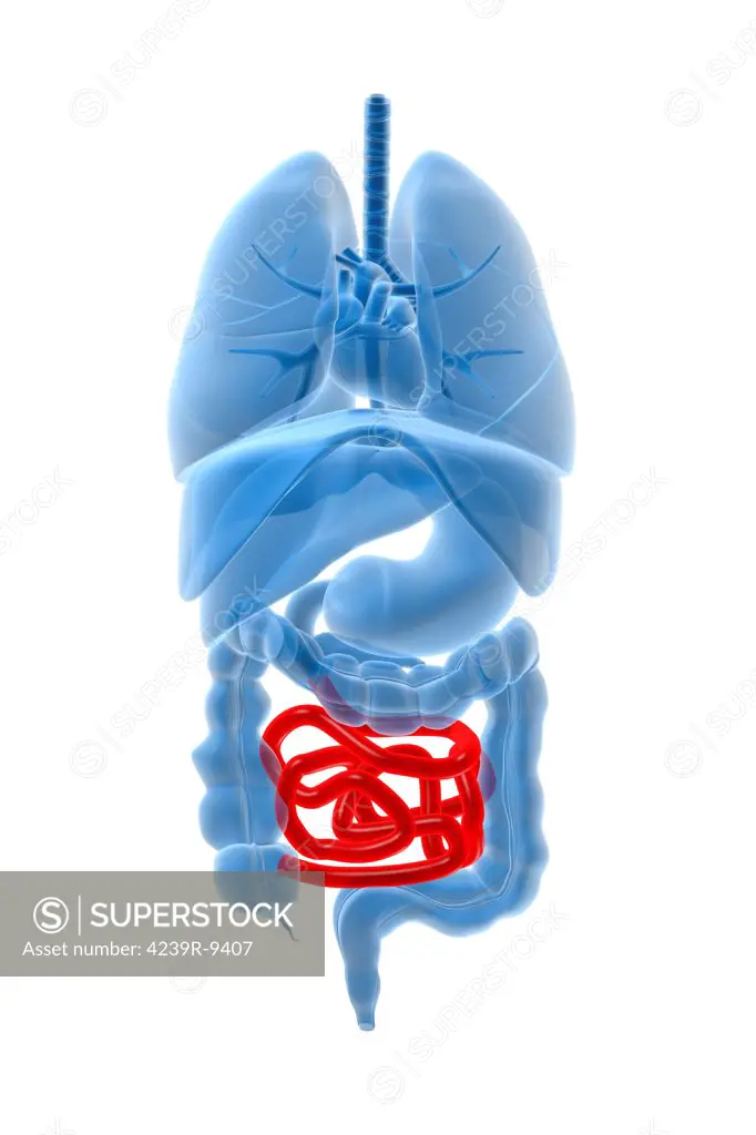 X-ray image of internal organs with small intestine highlighted in red.