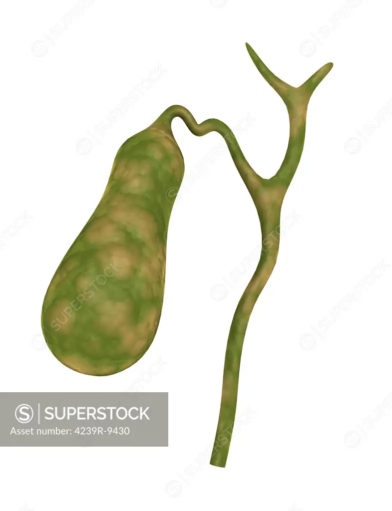 Conceptual image of human gall bladder.