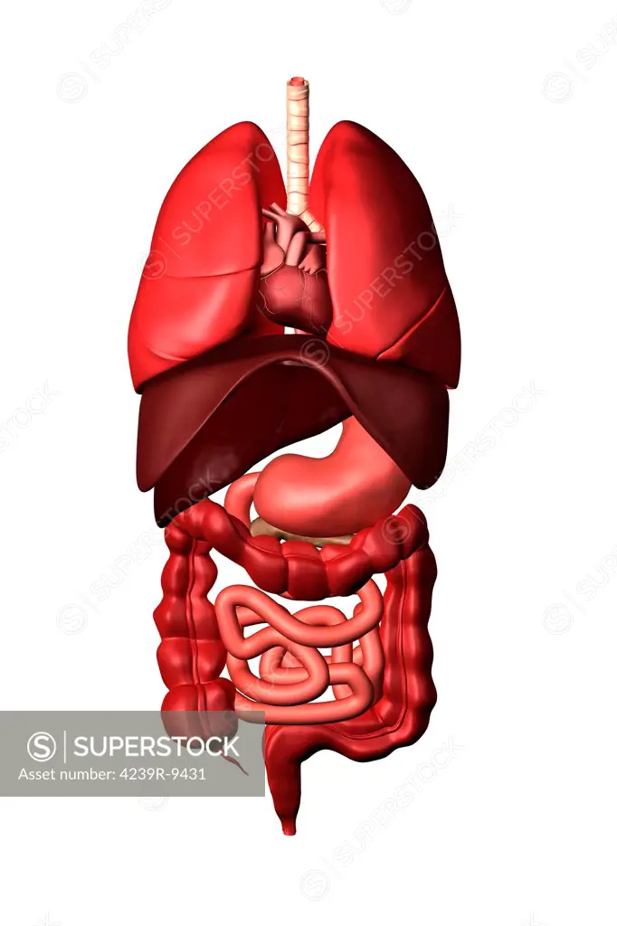 Conceptual image of internal organs of the respiratory and digestive systems.