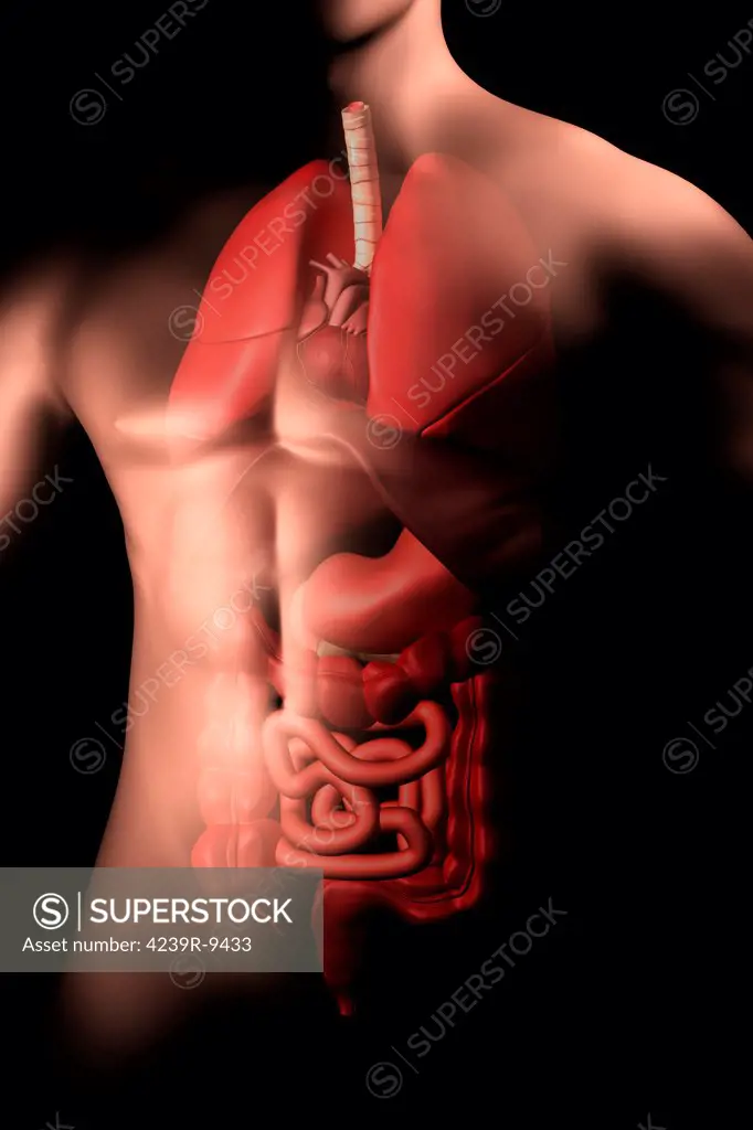 Male body with internal organs.