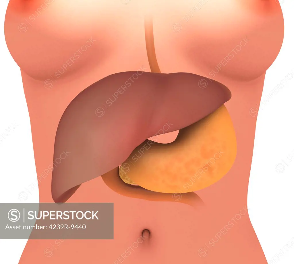 Conceptual image of human digestive system in female body.