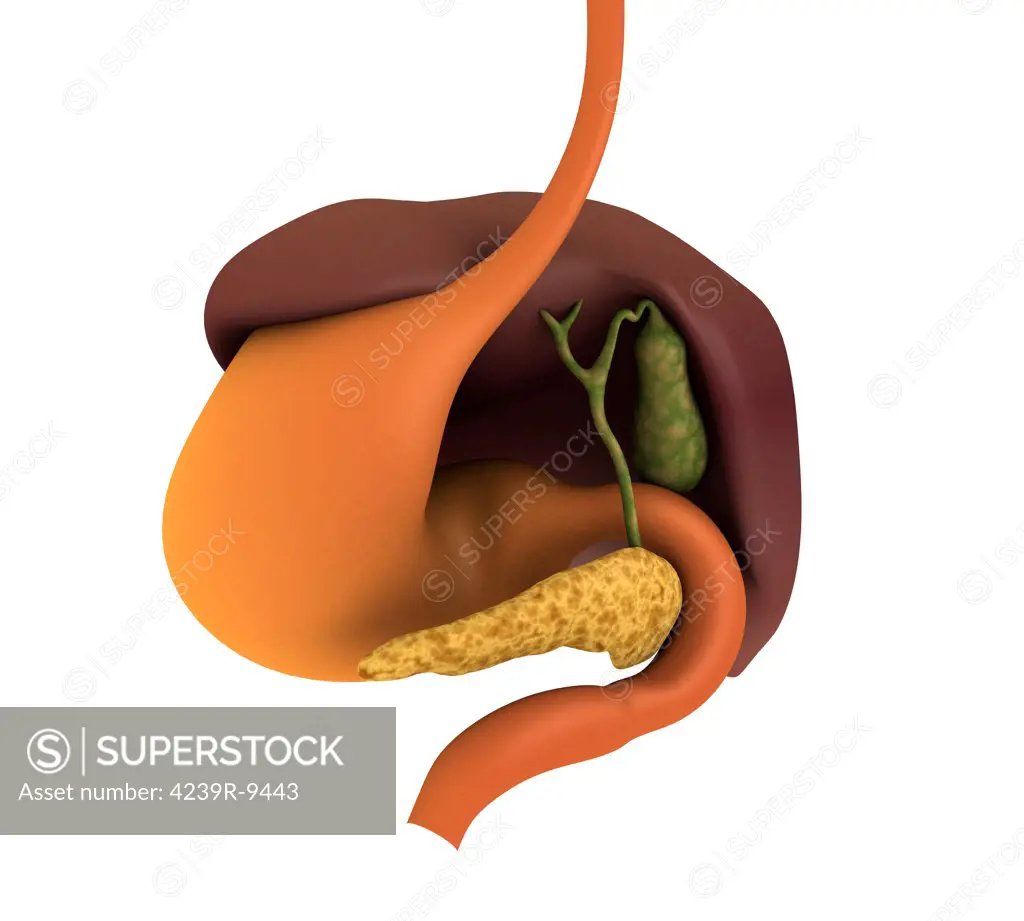 Conceptual image of human digestive system showing gallbladder, pancrease, stomach and liver.