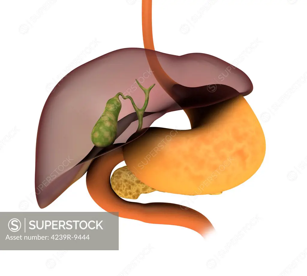 Conceptual image of human digestive system showing gallbladder, pancrease, stomach and liver.
