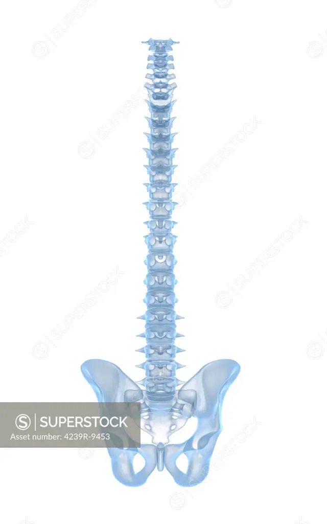 Conceptual image of human backbone.