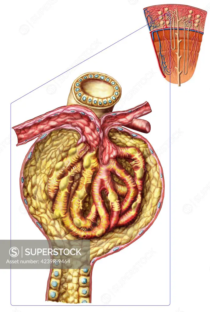 Anatomy of bowman's glomerular capsule.