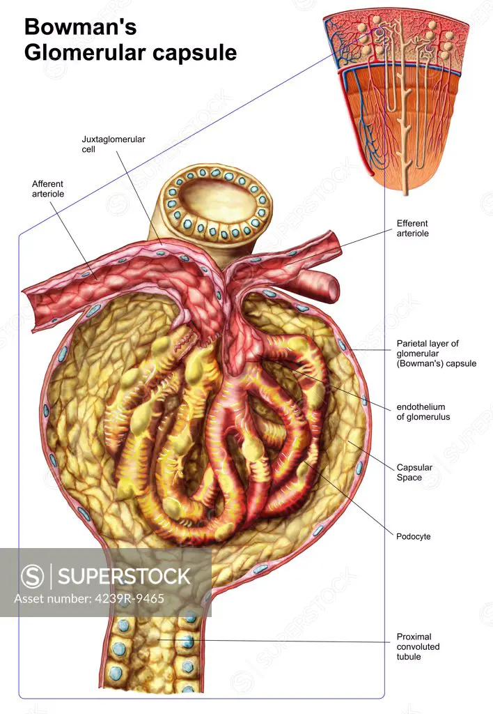 Anatomy of bowman's glomerular capsule.