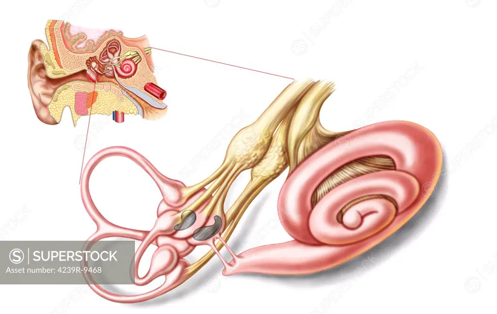 Anatomy of human ear, membranous labyrinth.