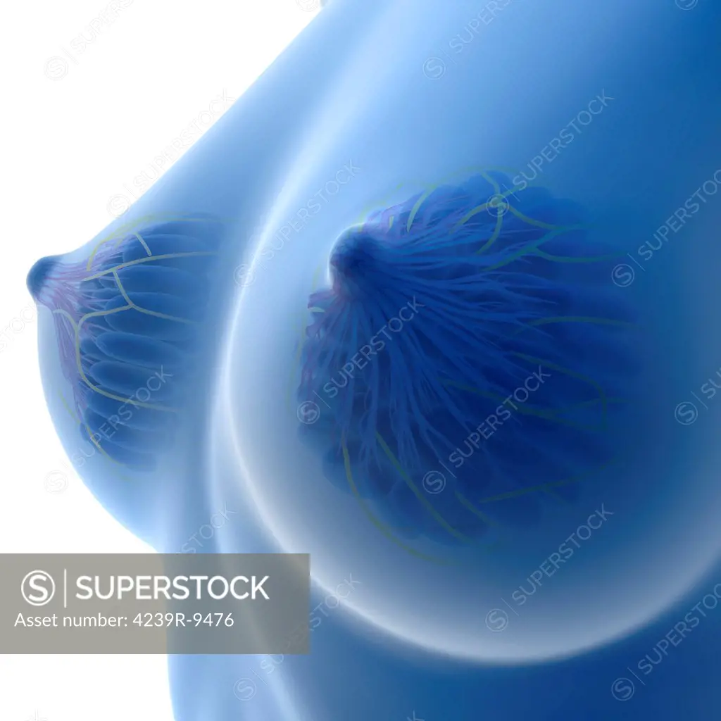 X-ray Image of female breast anatomy.