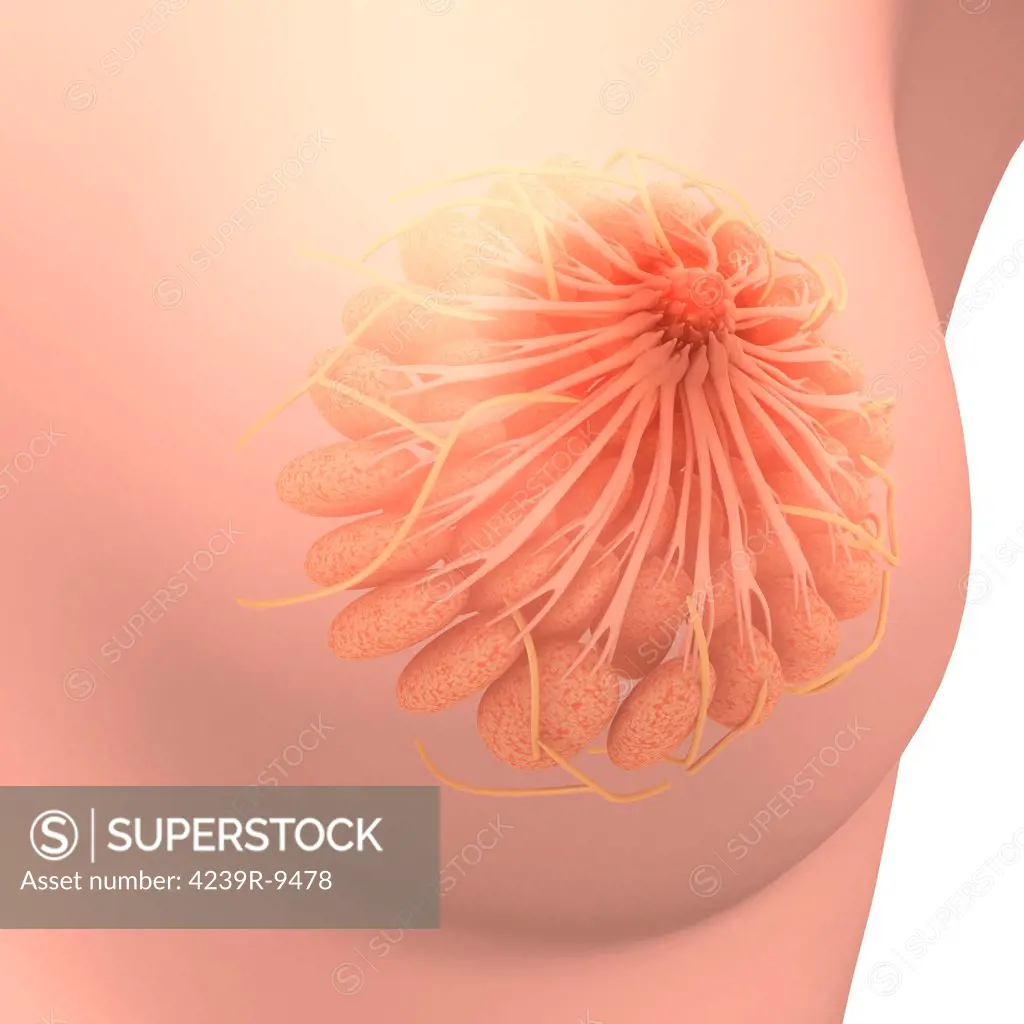 Conceptual image of female breast anatomy.