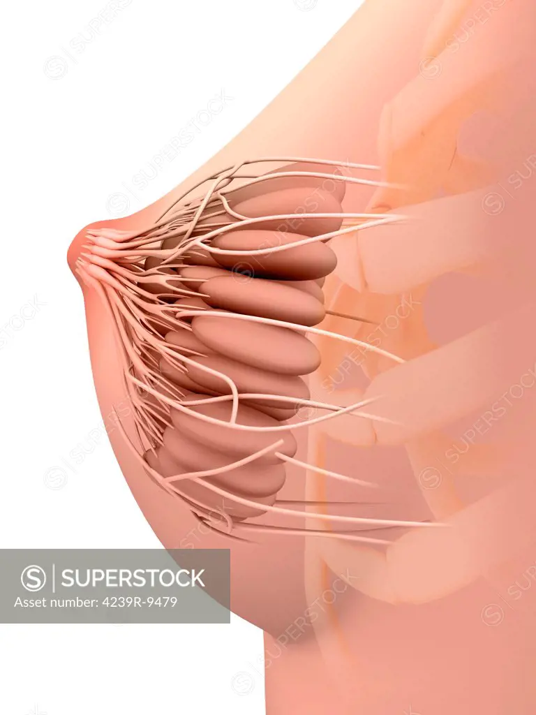 Conceptual image of female breast anatomy.