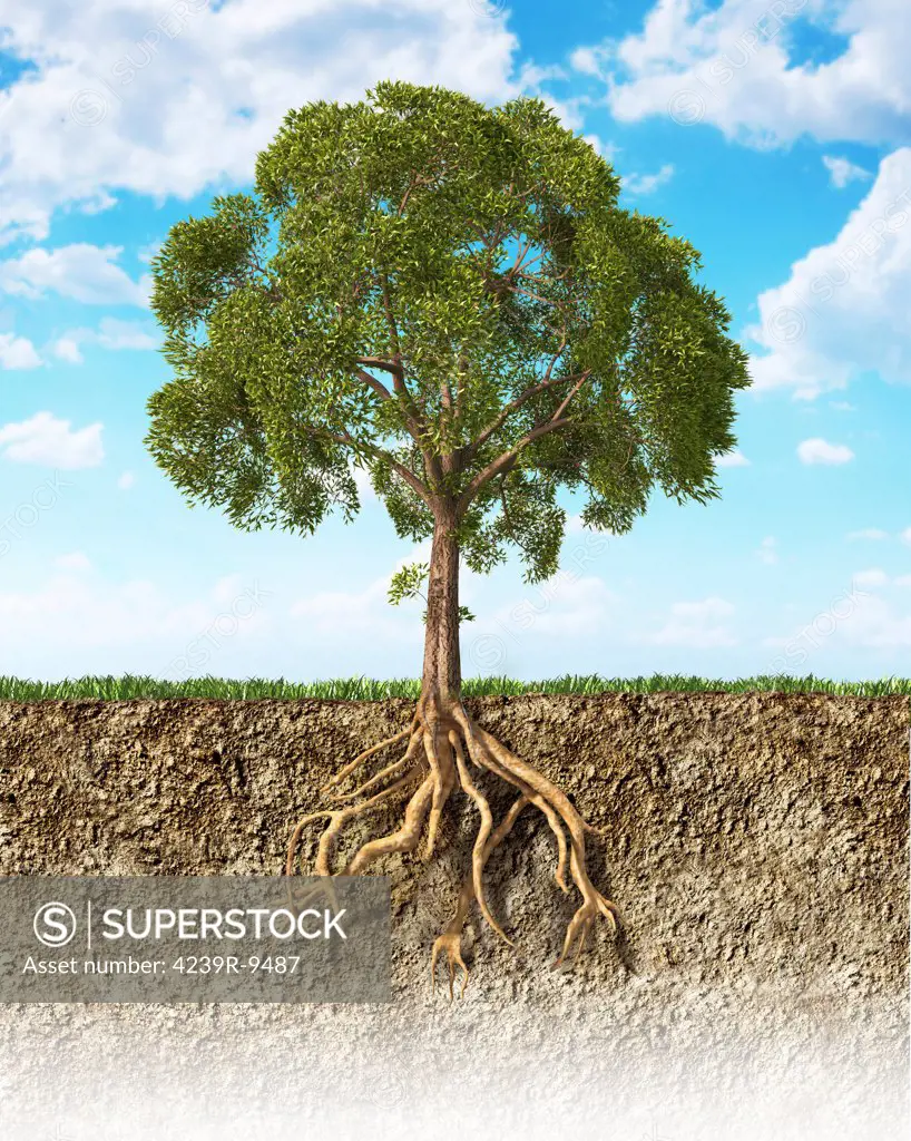 Cross section of soil showing a tree with its roots. Grass on the surface and fluffy clouds in the background.