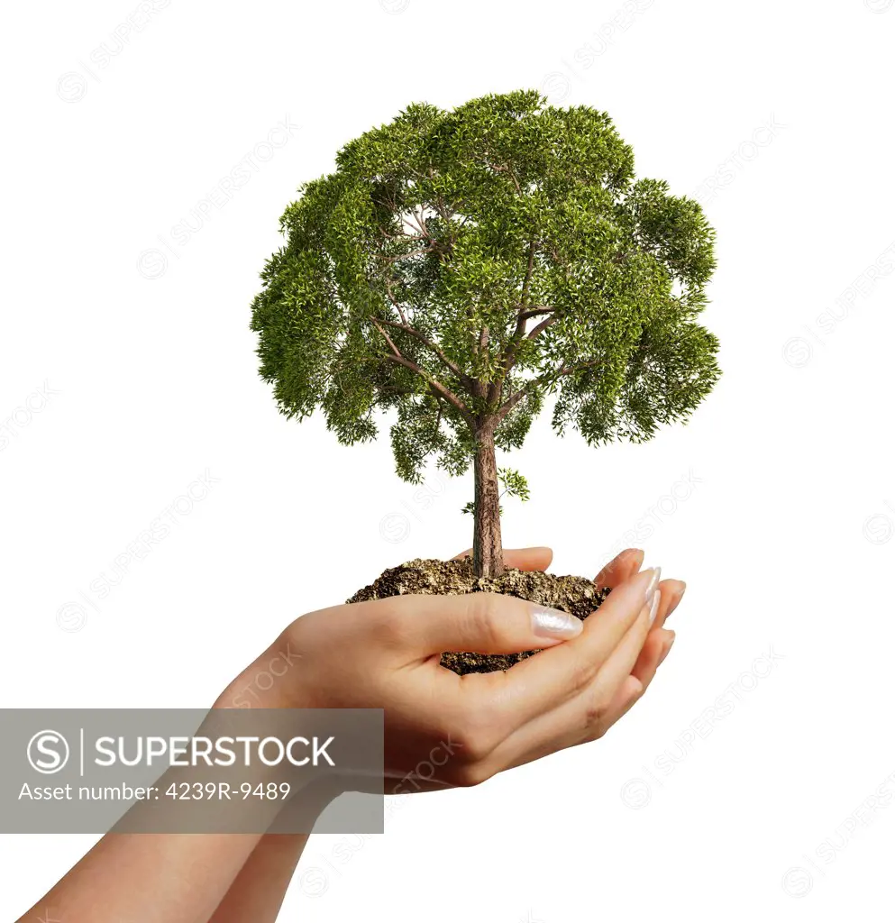 Woman's hands holding soil with a tree. Viewed from a side, on white background.