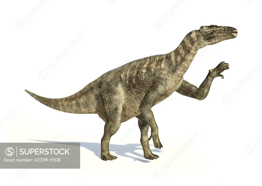 Iguanodon dinosaur in dynamic posture, on white background with drop shadow.